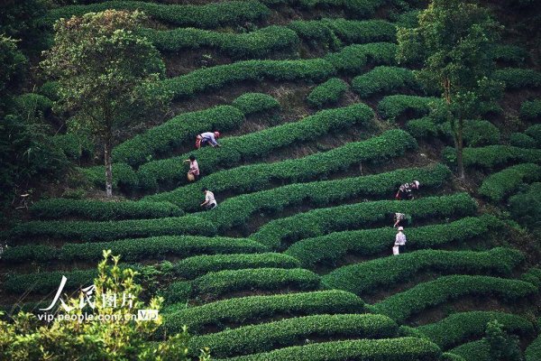 科创之星 广西昭平：寒露时节采茶忙